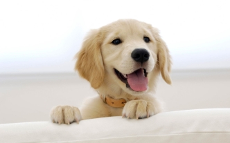 golden_retriever_puppy_cute_dog_muzzle_16591_1920x1080